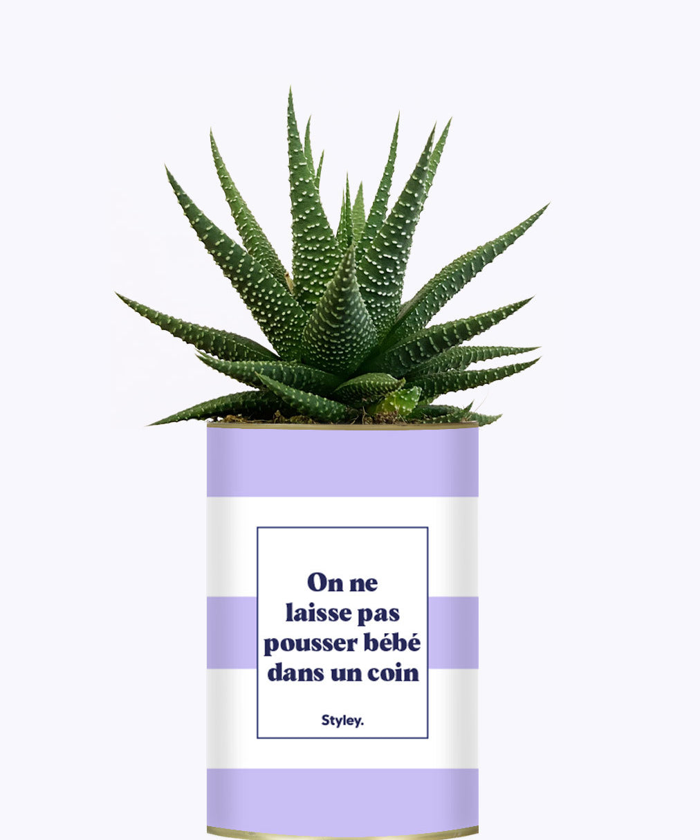 On ne laisse pas pousser bébé dans un coin - Cactus
