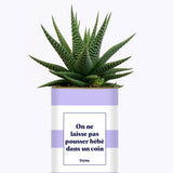 On ne laisse pas pousser bébé dans un coin - Cactus