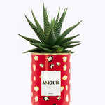 Amour - Cactus - Finitions gold