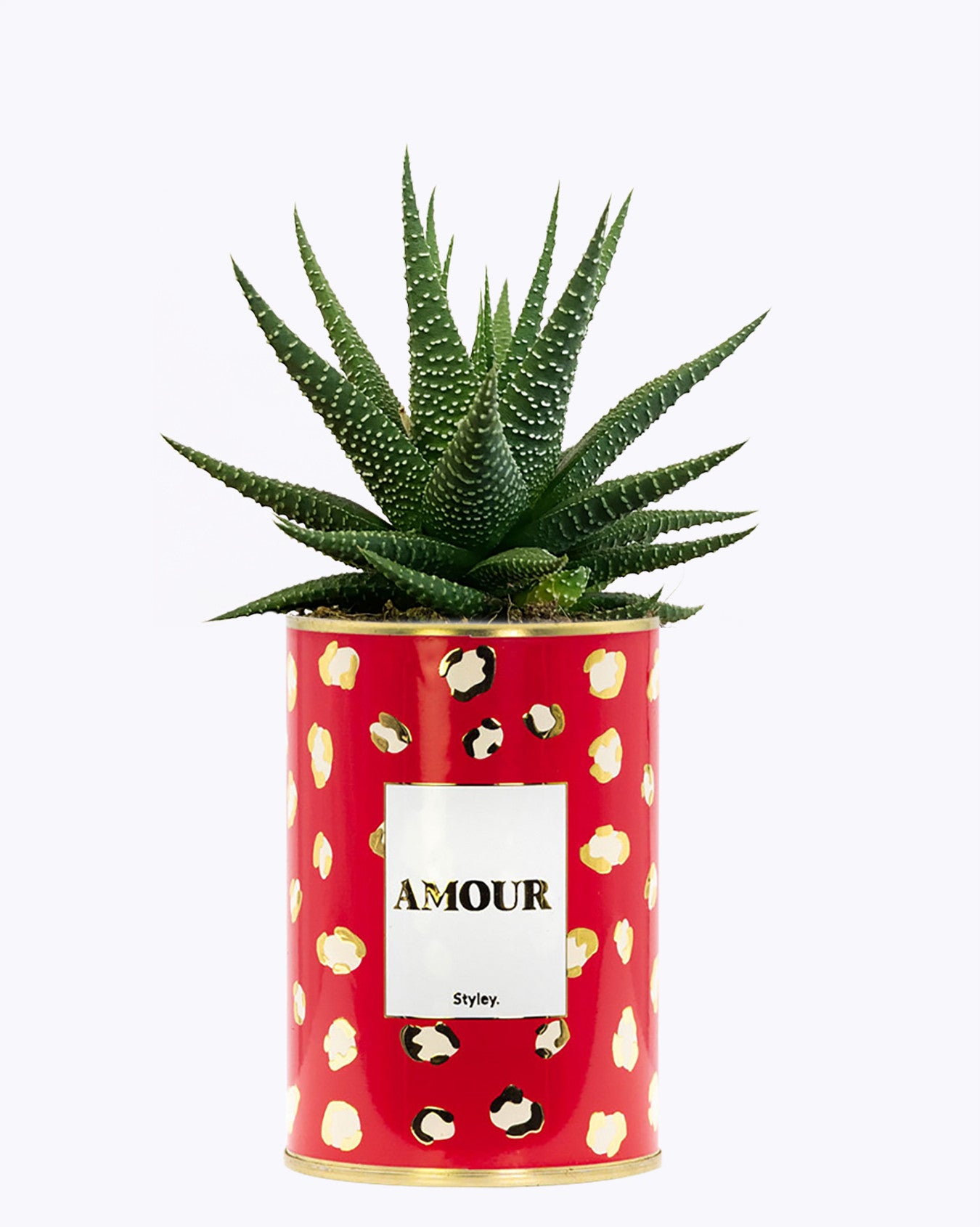 Amour - Cactus - Finitions gold