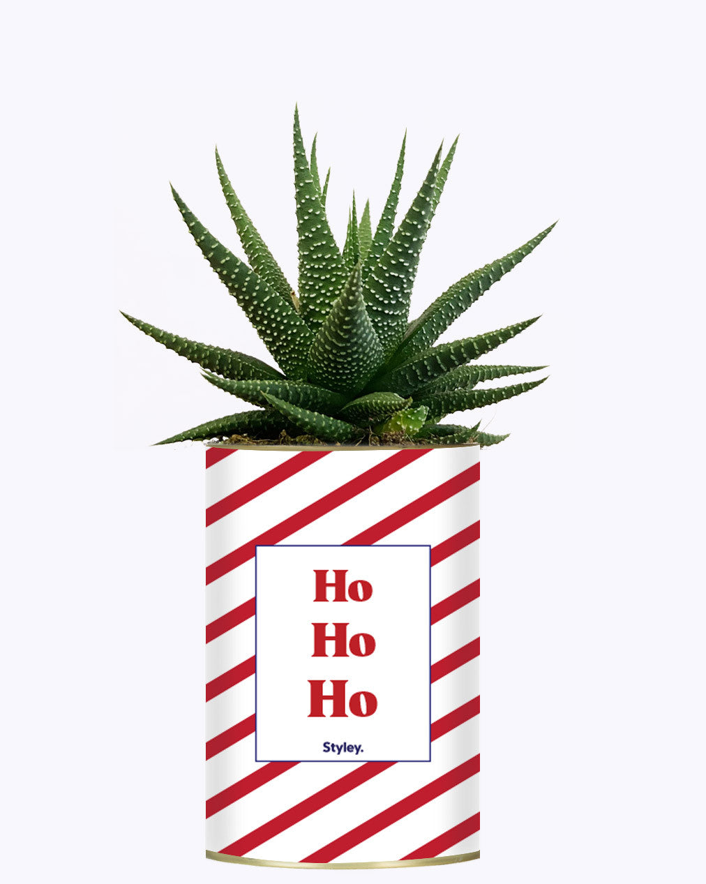 HO HO HO - Cactus