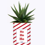HO HO HO - Cactus