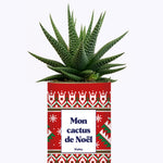 Mon cactus de Noël - Cactus