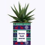 Joyeux Noël Morue - Cactus