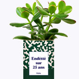 Endetté sur 25 ans - Cactus