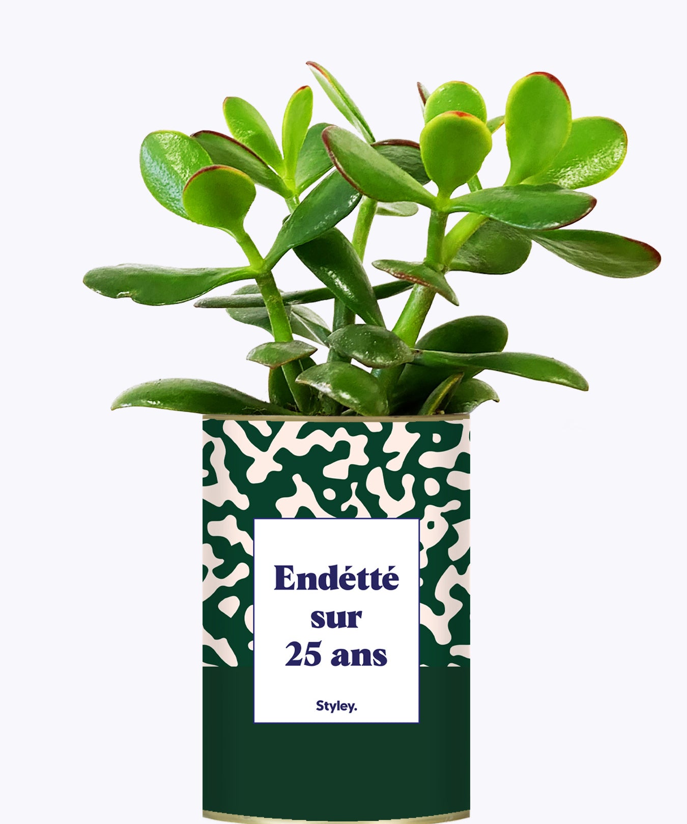 Endetté sur 25 ans - Cactus