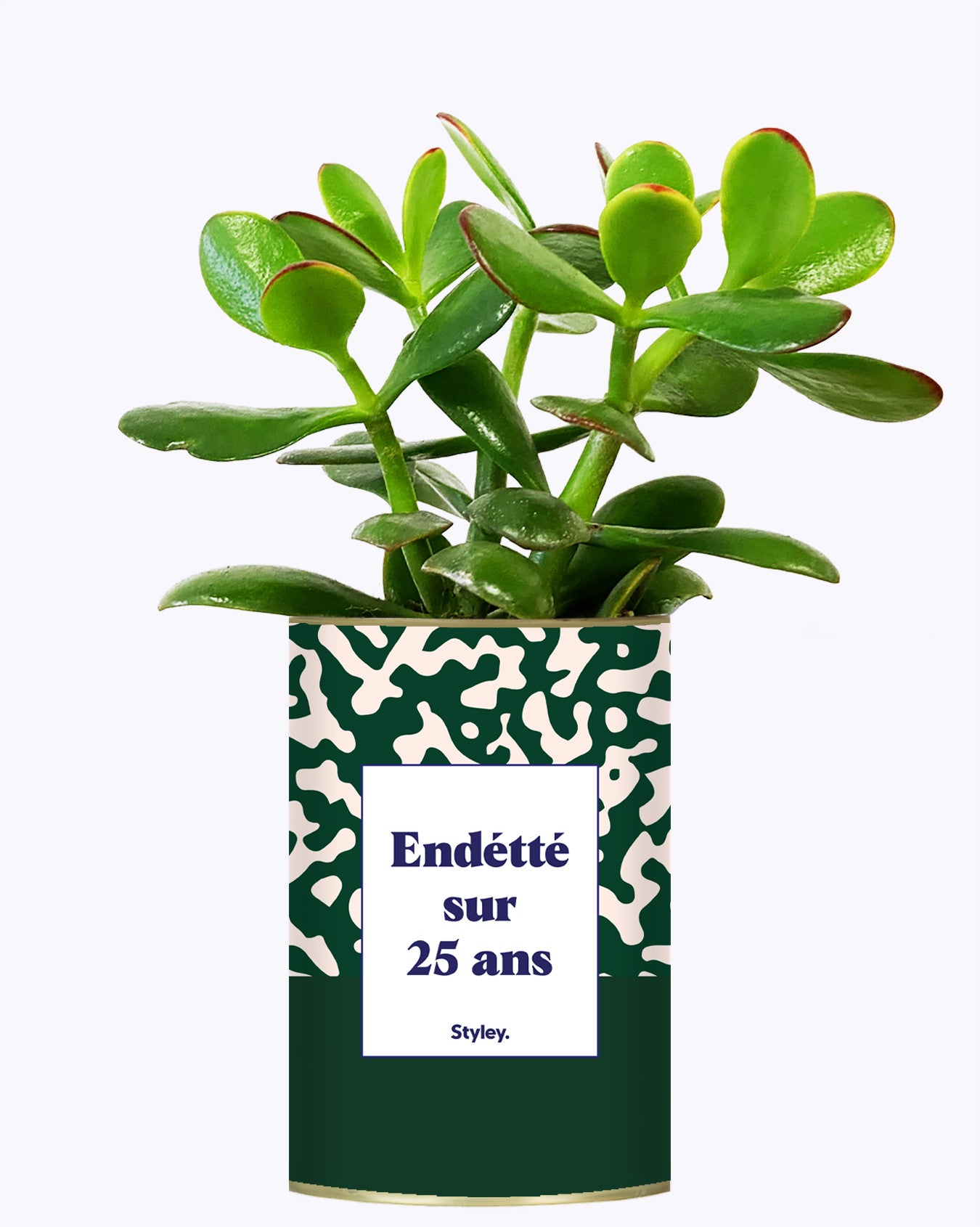 Endetté sur 25 ans - Cactus