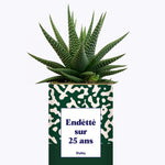 Endetté sur 25 ans - Cactus