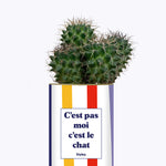 C'est pas moi c'est le chat - Cactus