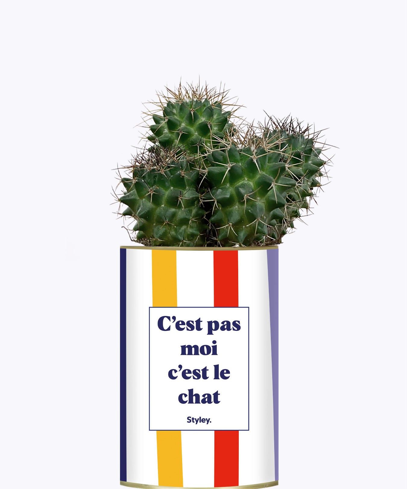 C'est pas moi c'est le chat - Cactus