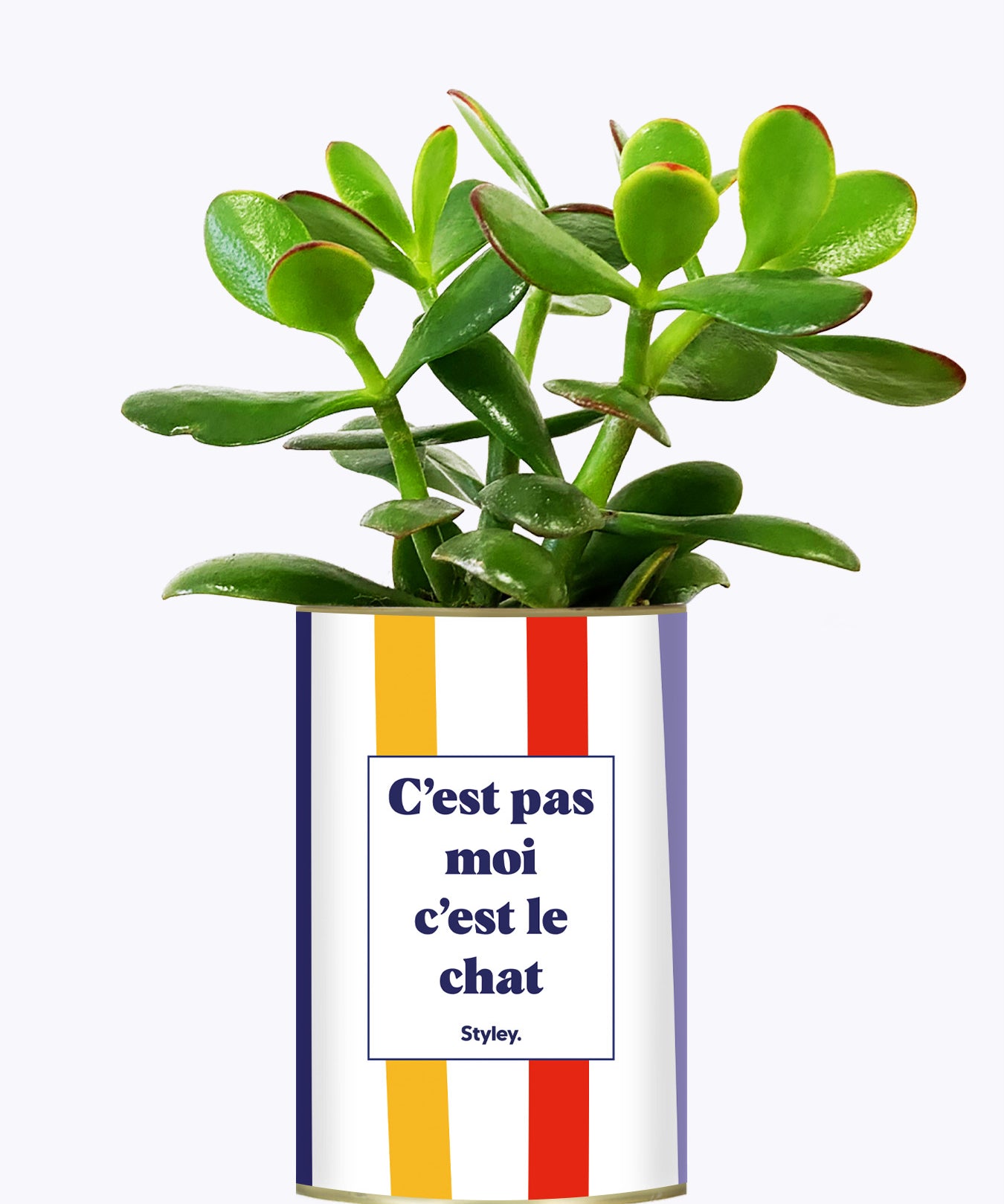 C'est pas moi c'est le chat - Cactus