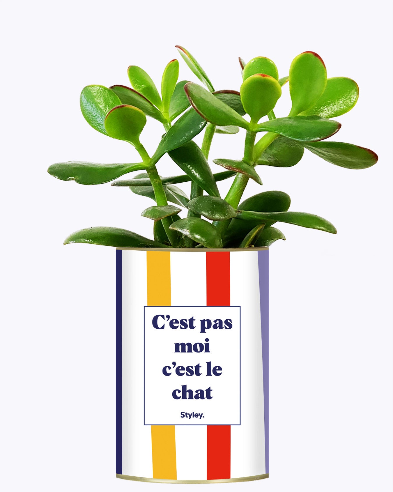 C'est pas moi c'est le chat - Cactus