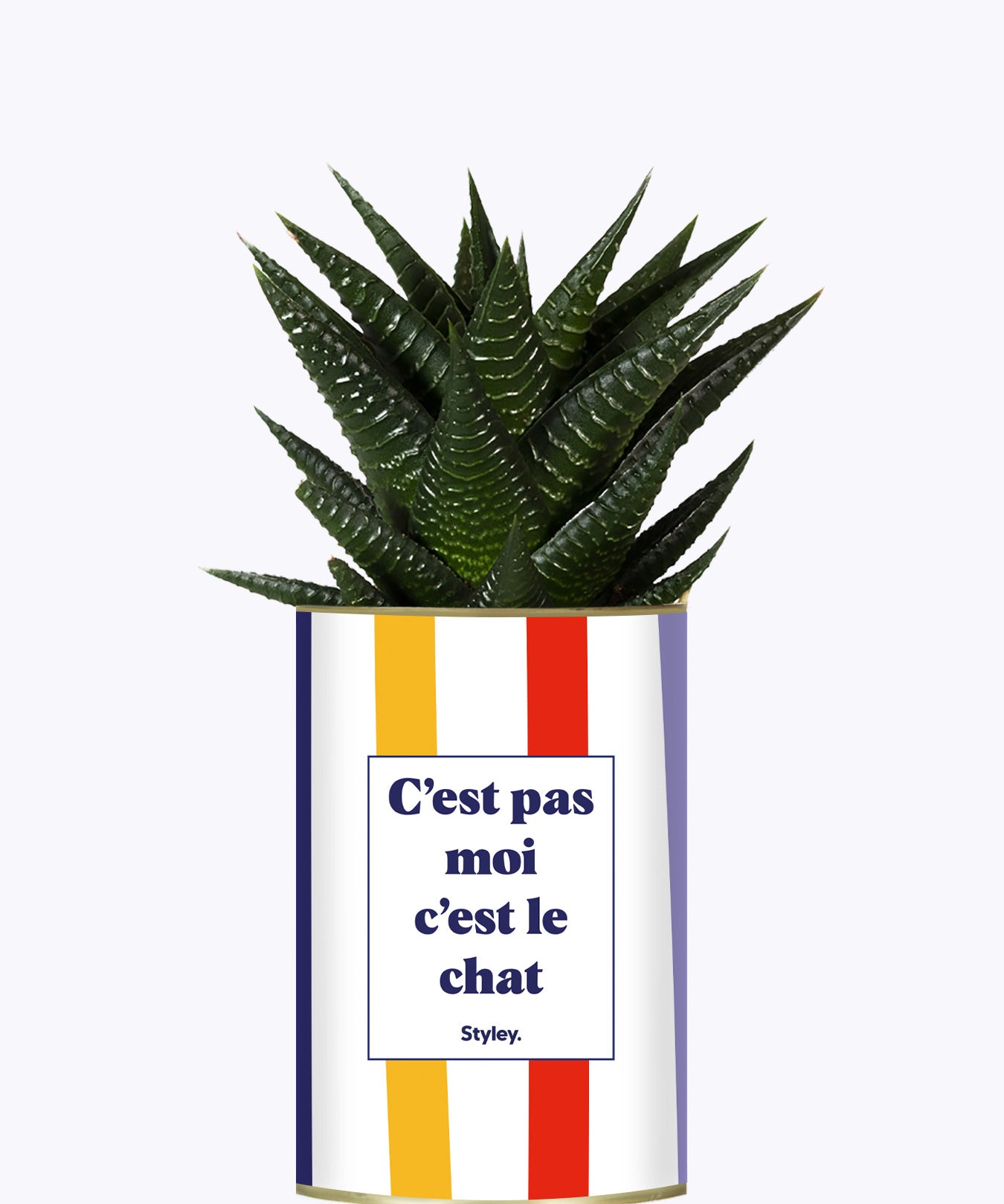 C'est pas moi c'est le chat - Cactus