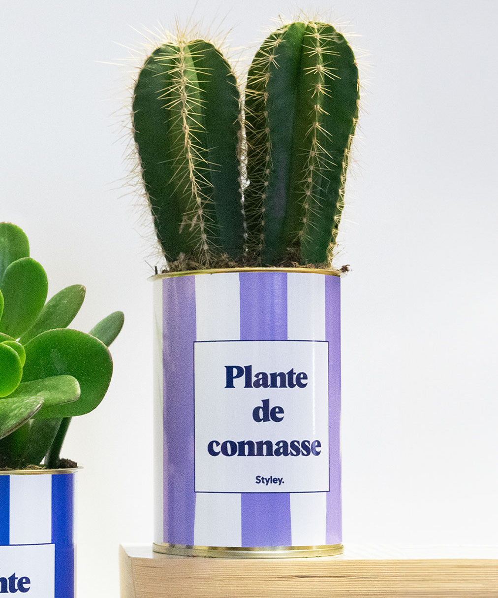 Plante de connasse - Plante