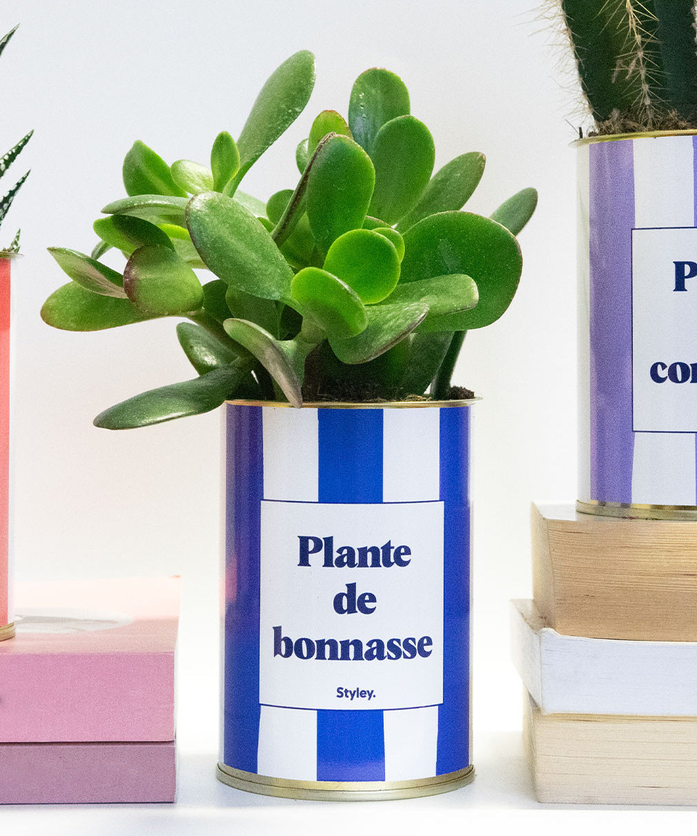 Plante de bonnasse - Plante
