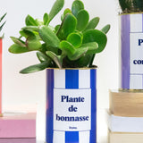 Plante de bonnasse - Plante