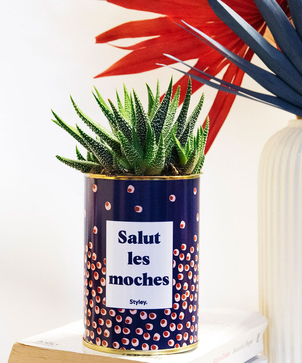 Salut les moches - Cactus