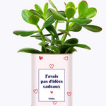 Cadeau de Saint Valentin - Cactus