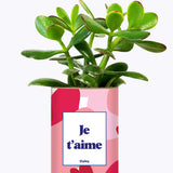 Aime - Saint Valentin - Cactus