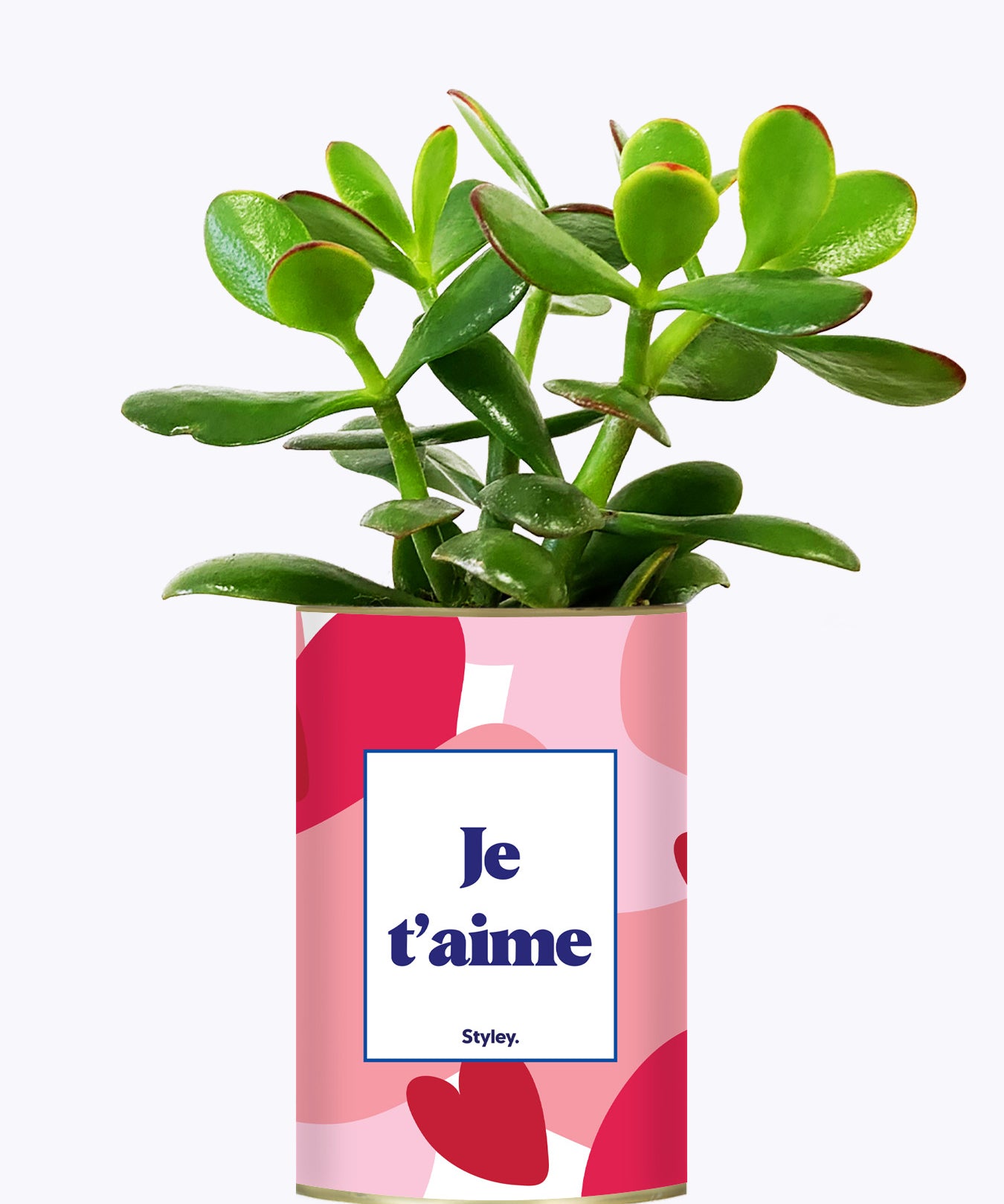 Aime - Saint Valentin - Cactus