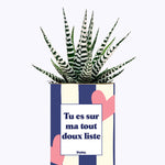 Tout doux list - Cactus