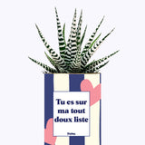 Tout doux list - Cactus