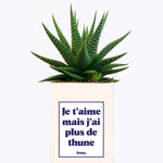 Je t'aime mais j'ai plus de thune - Cactus