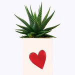 Je t'aime mais j'ai plus de thune - Cactus