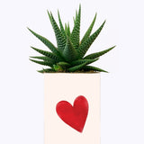 Je t'aime mais j'ai plus de thune - Cactus