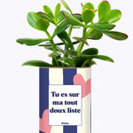 Tout doux list - Cactus
