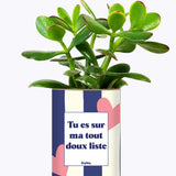 Tout doux list - Cactus