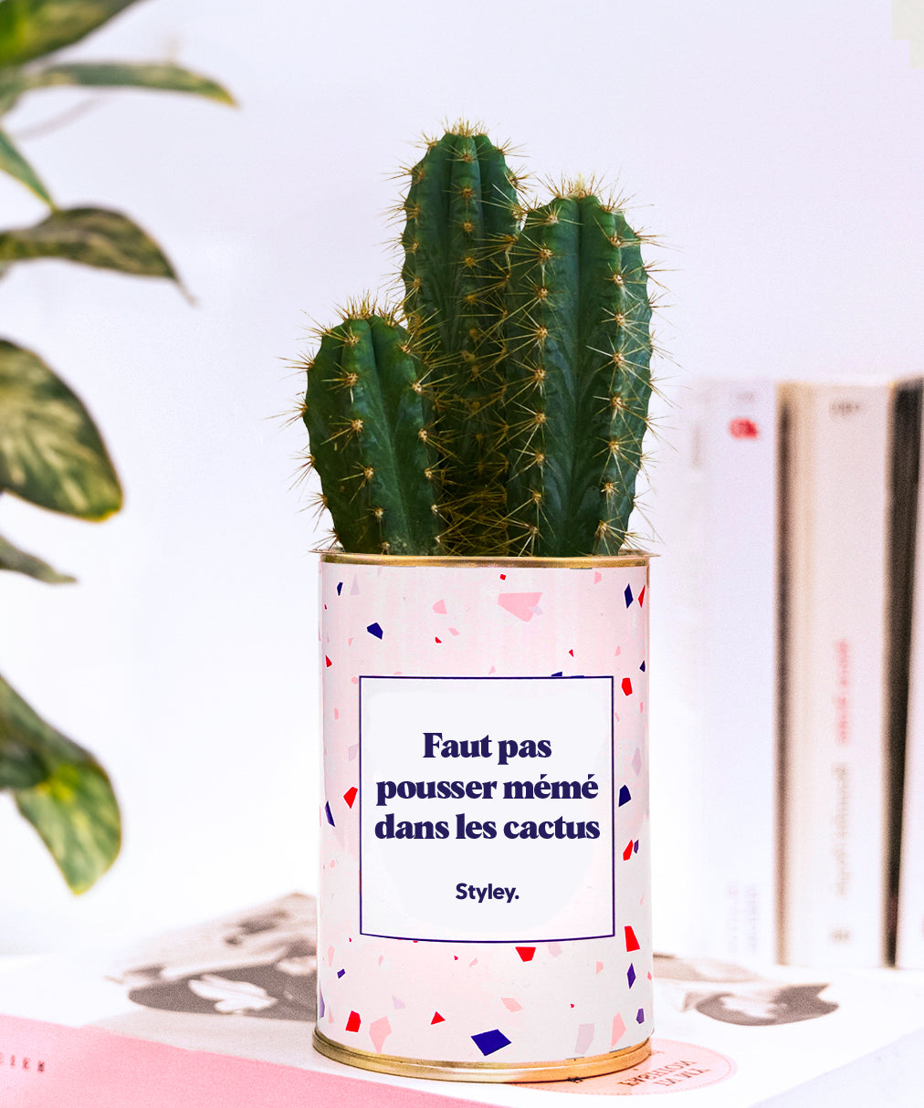 Faut pas pousser mémé dans les cactus - Cactus