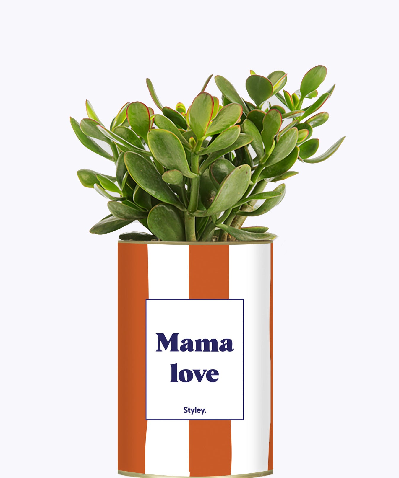 Mama Love - Cactus