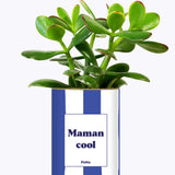 Maman cool - Cactus