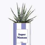 Super Maman - Cactus