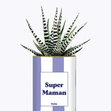 Super Maman - Cactus