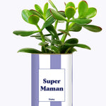 Super Maman - Cactus
