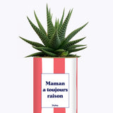 Maman a toujours raison - Cactus