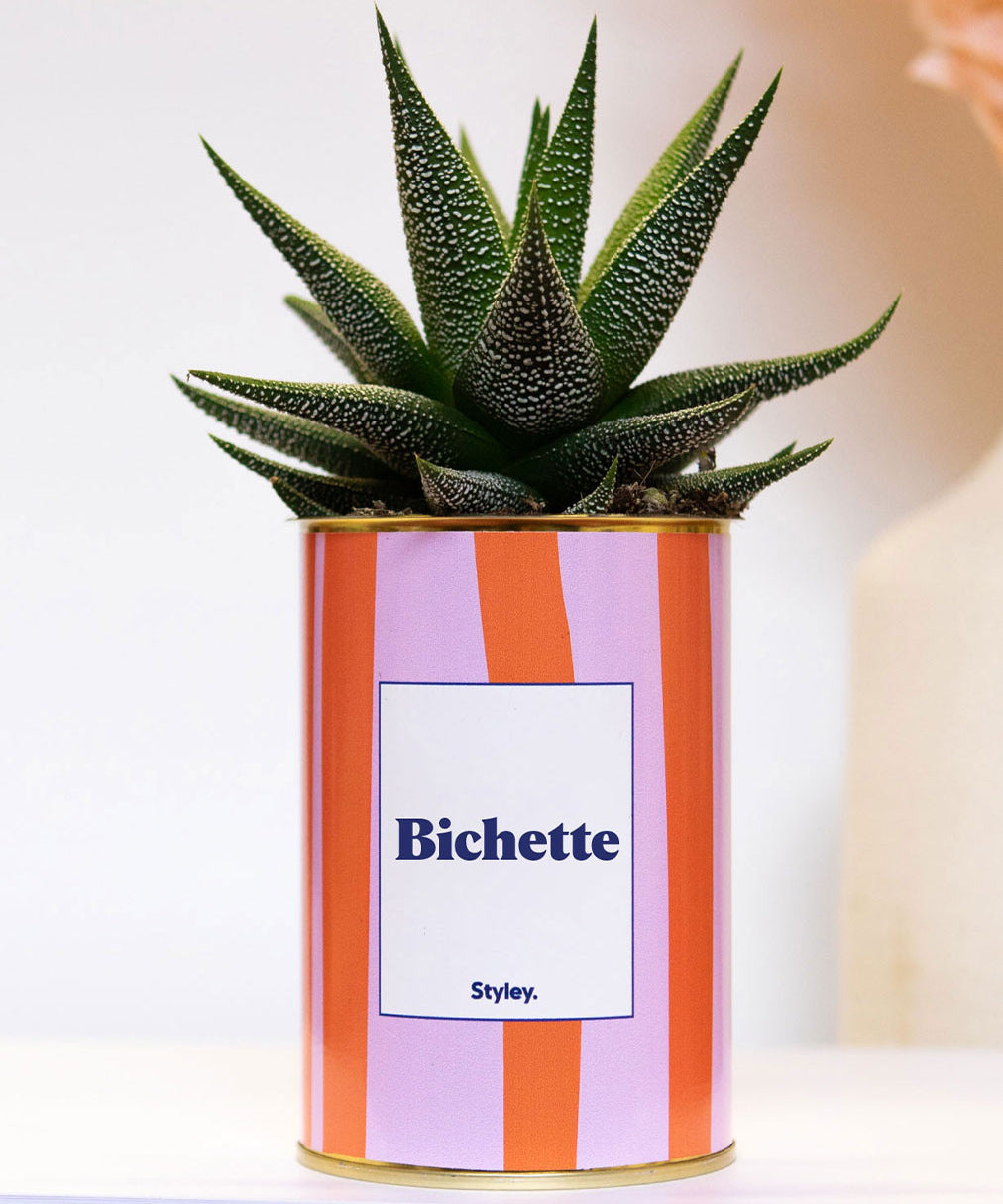 Bichette - pot à rayures - Plante grasse