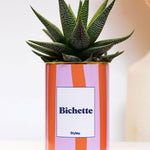 Bichette - pot à rayures - Plante grasse
