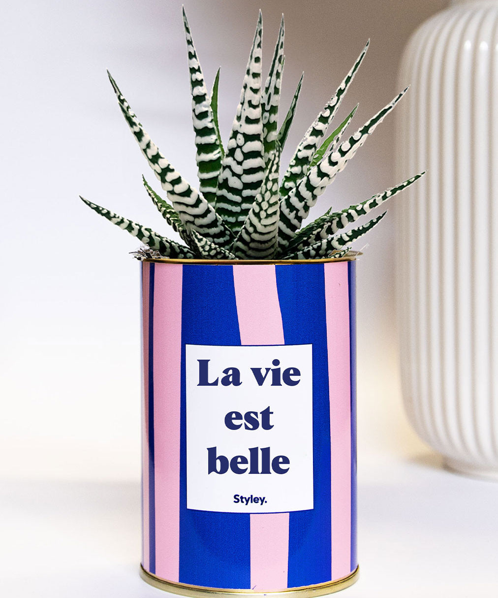 La vie est belle - pot à rayures - Cactus- Plante grasse