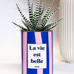 La vie est belle - pot à rayures - Cactus- Plante grasse