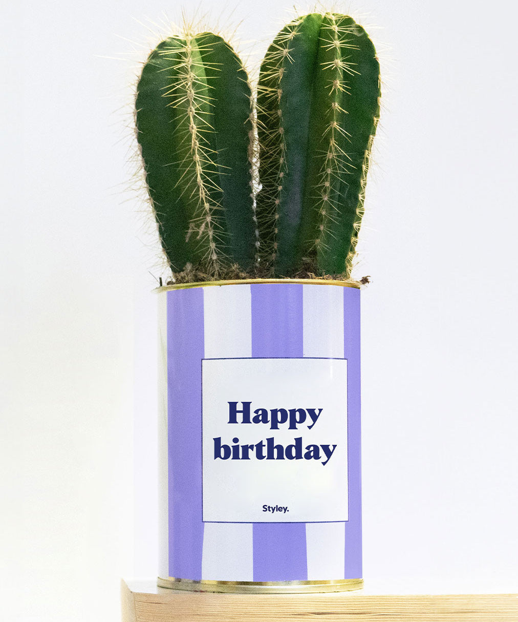 Happy Birthday - pot à rayures - Plante grasse