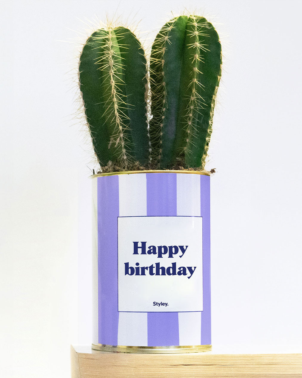 Happy Birthday - pot à rayures - Plante grasse
