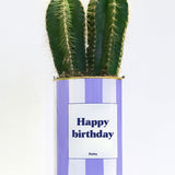 Happy Birthday - pot à rayures - Plante grasse