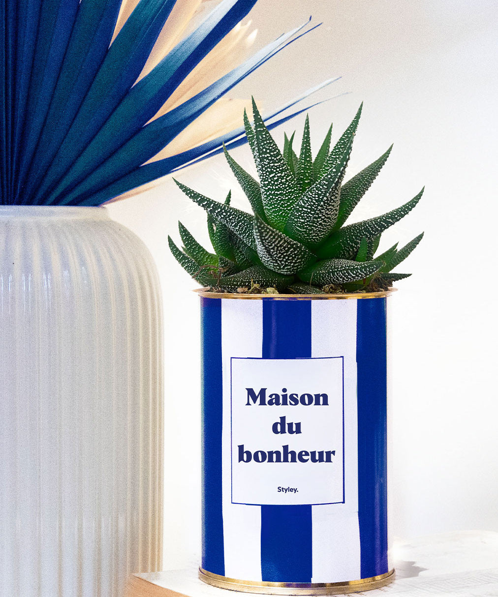 Maison du bonheur - pot à rayures - Plante grasse