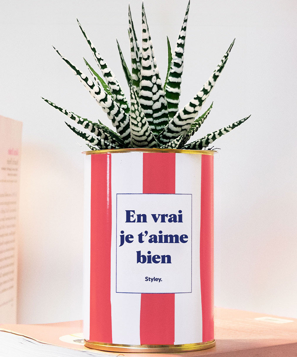 En vrai je t'aime bien - pot à rayures - Plante grasse