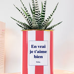 En vrai je t'aime bien - pot à rayures - Plante grasse
