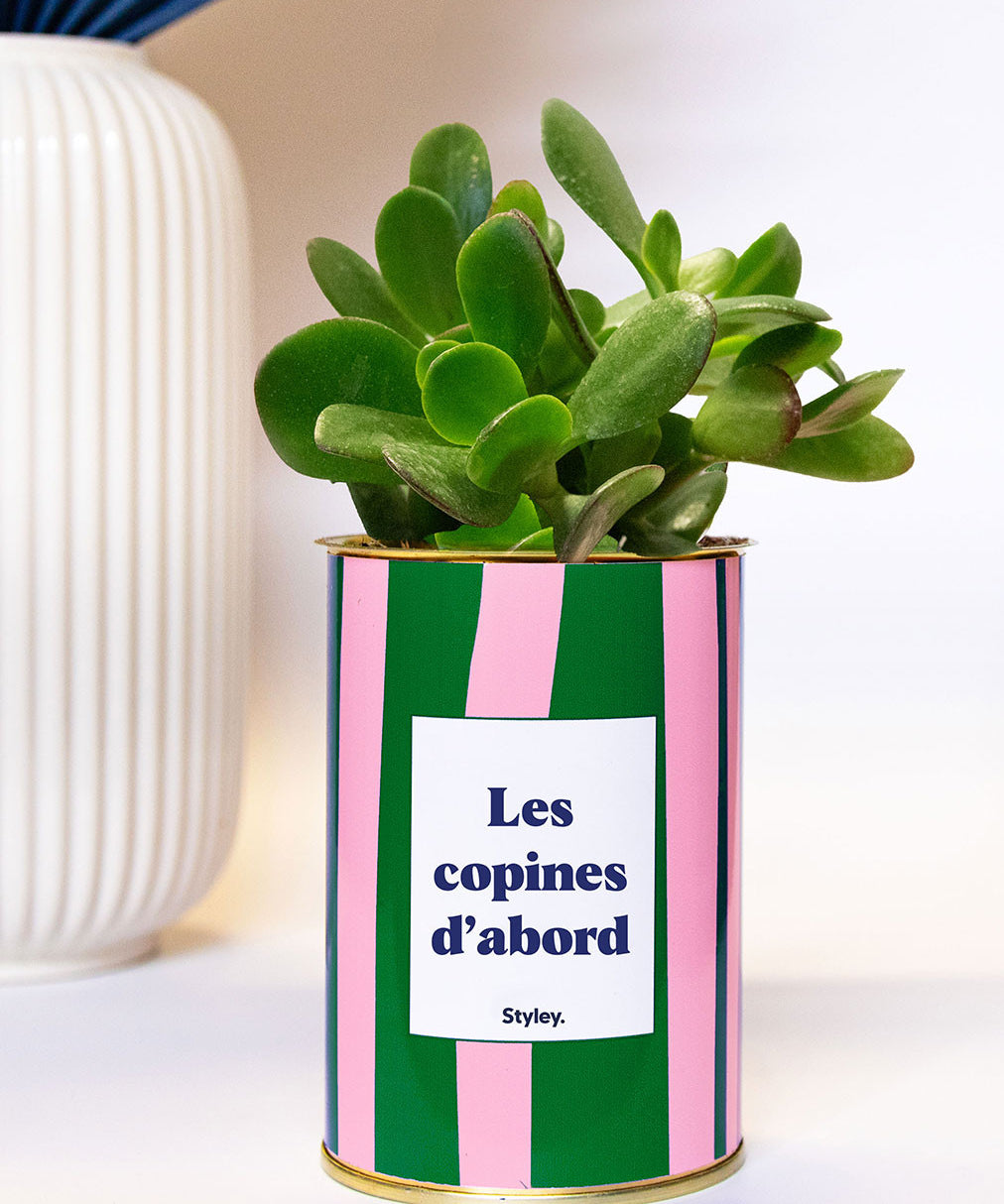 Les copines d'abord - pot à rayures - Plante grasse
