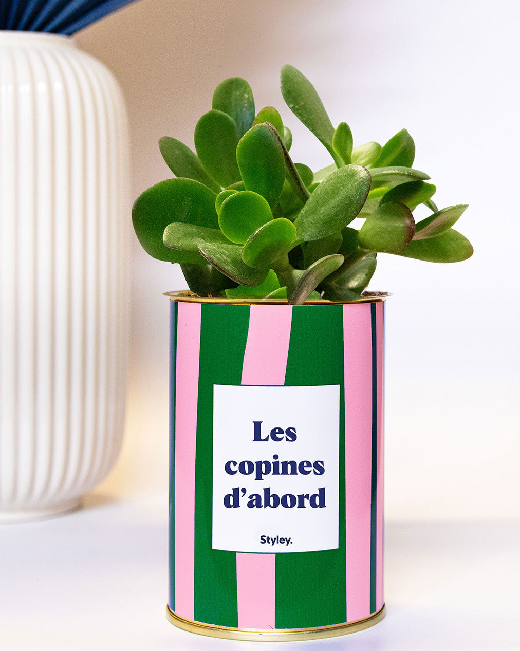 Les copines d'abord - pot à rayures - Plante grasse